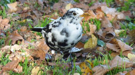 Unusual Blackbird with white markings spotted in Coventry | ITV News ...