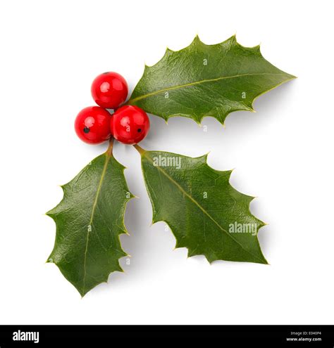 Holly Leaf Hi Res Stock Photography And Images Alamy