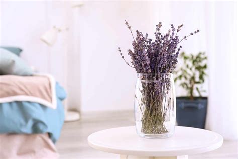 10 Indoor Flowering Plants To Brighten Your Home