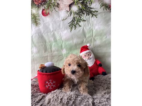 F1b Cavapoo Dog Female Apricot 3937805 Petland Las Vegas Nevada