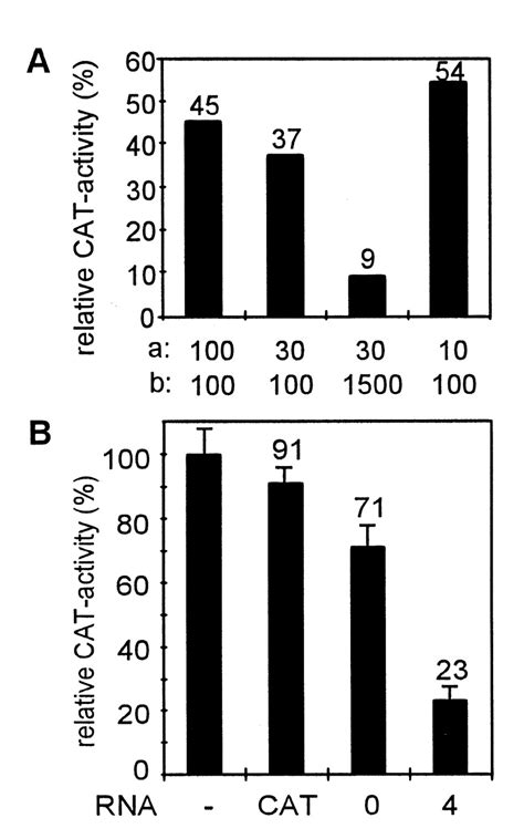 Inhibition of cat gene expression in HeLa cells by pools of ...