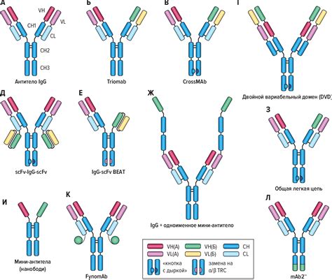 Figure 2 from Bispecific Antibodies in Clinical Practice and Clinical ...