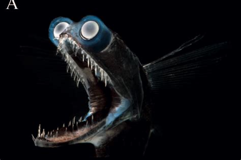 The Deep Sea Fish With The Telescopic Tubular Eyes Deep Sea Fishing