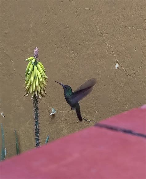 Foto Beija Flor De Garganta Verde Chionomesa Fimbriata Por Brendo