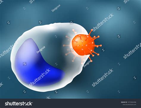 Phagocytosis Leukocyte Virus Macrophage White Blood Stock Illustration ...