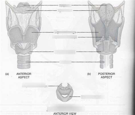 Larynx Labeling Diagram Quizlet