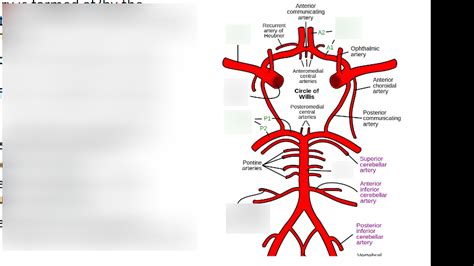 Cardiovascular Labeling Diagram Quizlet