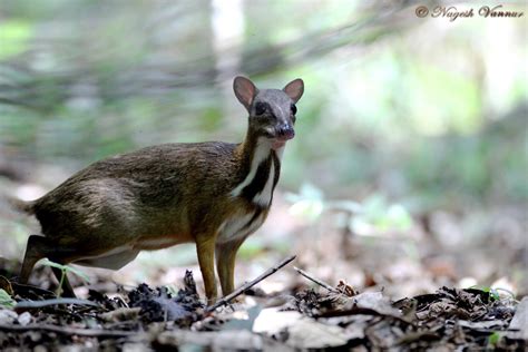 Indian Mouse Deer Or Chevrotain Mouse Deer Animals