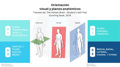 Planos Anatomicos Del Cuerpo