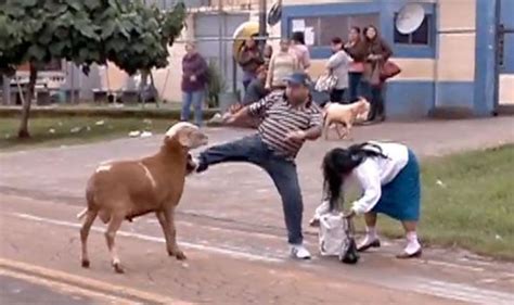 Watch Angry Goat That Rampages Through South American Town Goes Viral