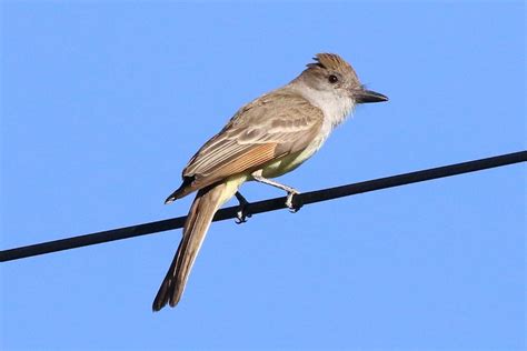 Se Arizona Flycatchers Help Me Identify A North American Bird