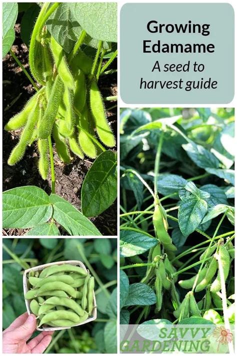 Edamame Growing Temperature At Elsie Mathewson Blog