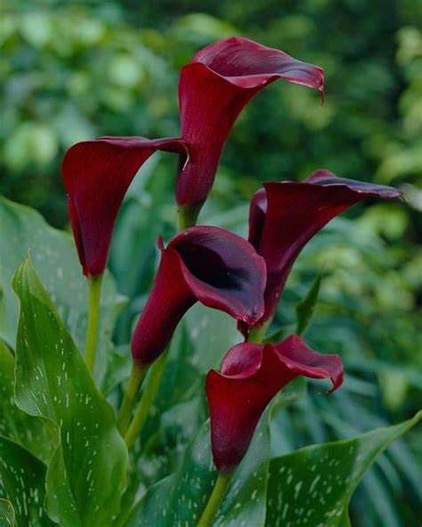 Calla Schwarzwalder Bulbs — Buy Online At Farmer Gracy Uk