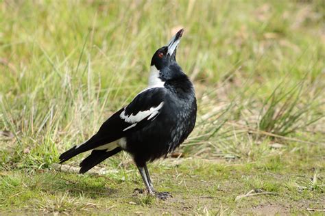 Recognising Magpie Gender Determining Whether A Bird Is Male Or Femal