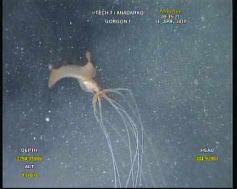 First Observations Of The Bigfin Squid Magnapinna Sp In The Colombian