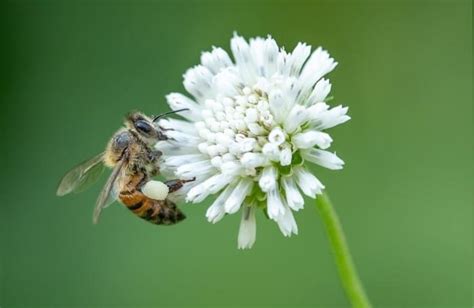 What Is The Best Clover For Honeybees School Of Bees Cultivo De