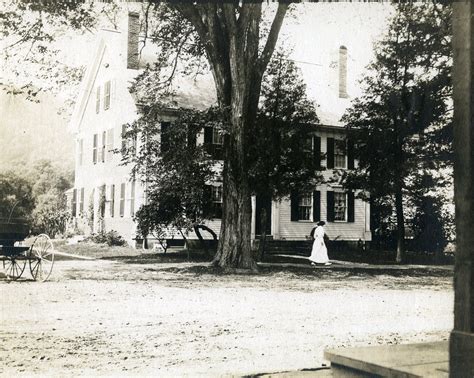 The American Elm: The Story of a Historic Tree — Woodstock History Center