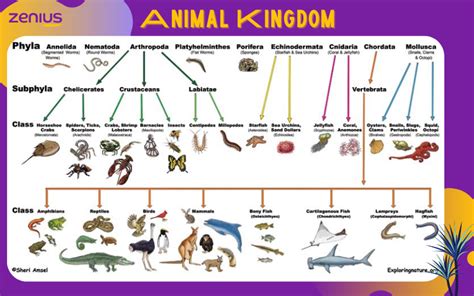 Klasifikasi Kingdom Animalia Materi Biologi Kelas 10