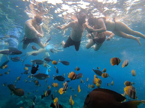 Snorkeling With Manta Ray Turtle Mola Mola Dolphin Ton Of Fishes