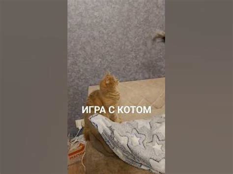 ИГРА С КОТОМ#котики - YouTube