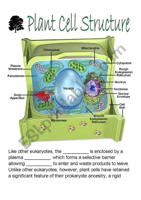 Plant Cell Printable Worksheet