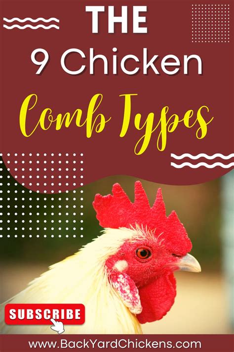 The 9 Types Of Chicken Combs Explained