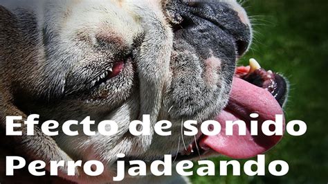 Sonido De Perro Jadeando Cansado Efecto De Sonido Youtube