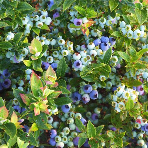 Bushel And Berry® Jelly Bean® Blueberry Plants Stark Bros