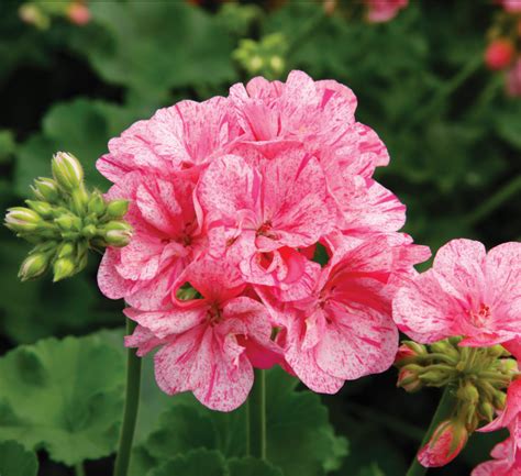 8 New Varieties Named AAS Winners For 2024 Lawn Garden Retailer