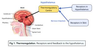 Homeostasis Thermoregulation GCSE Biology Study Mind