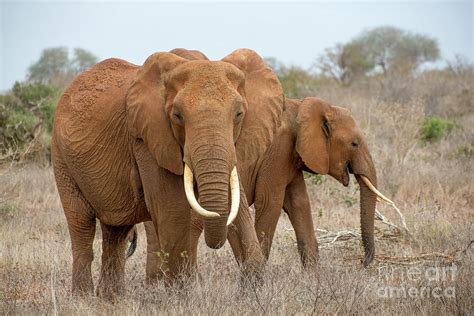 Elephants In Tsavo East National Park Kenya Photograph By Jan Fritz