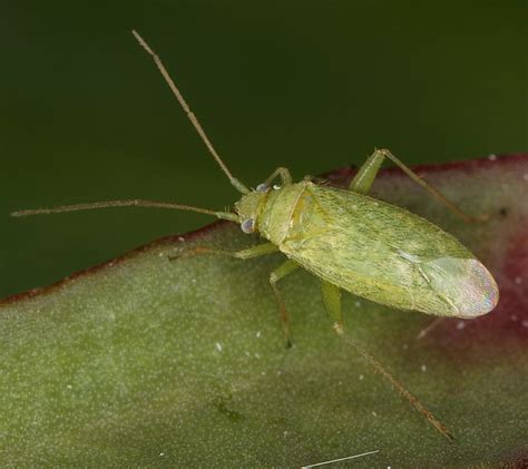 Orthotylus Flavosparsus