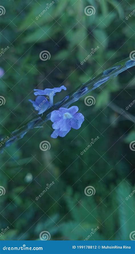 The Natural Beauty Of Aceh Indonesia Stock Photo Image Of Plant Blue