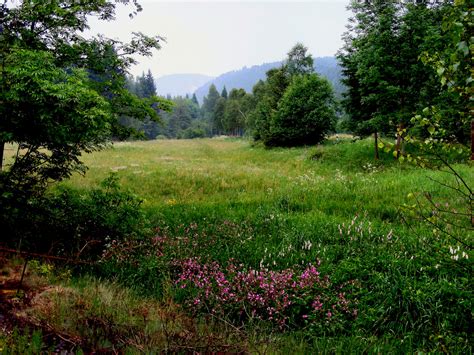 Wiese im Sommer Foto & Bild | pflanzen, pilze & flechten, natur ...