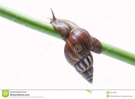 Garden Snail Stock Image Image Of Gastropod Mollusk 32475465