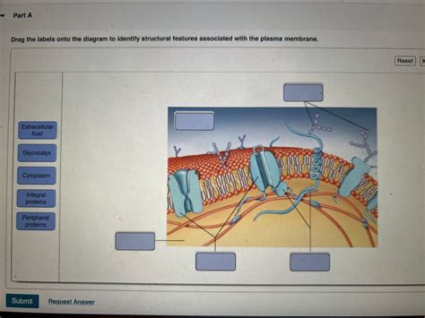 Answered Part A Drag The Labels Onto The Diagram Bartleby