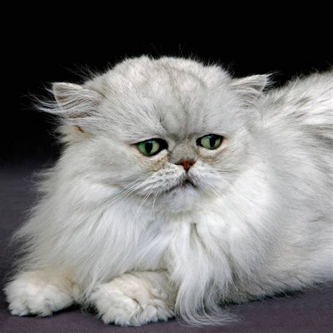 Silver Persian Cat Facts Persian Cat Corner Meowmybark