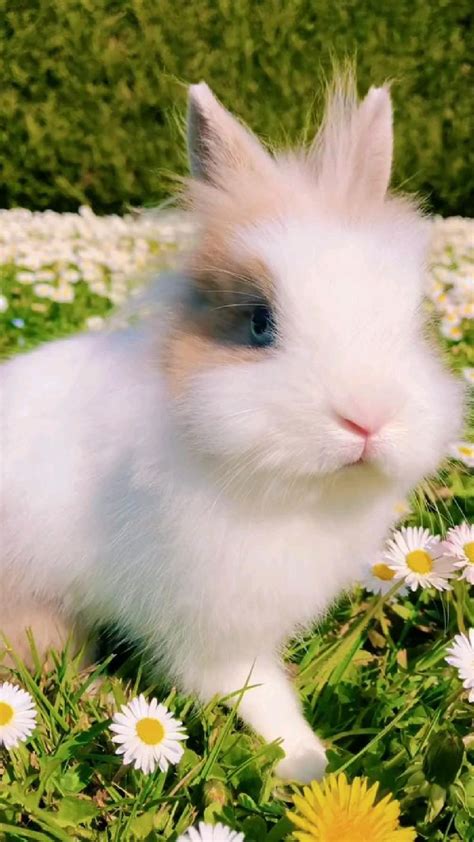 cute🌼👑🐰 | Cute wild animals, Cute small animals, Pretty animals