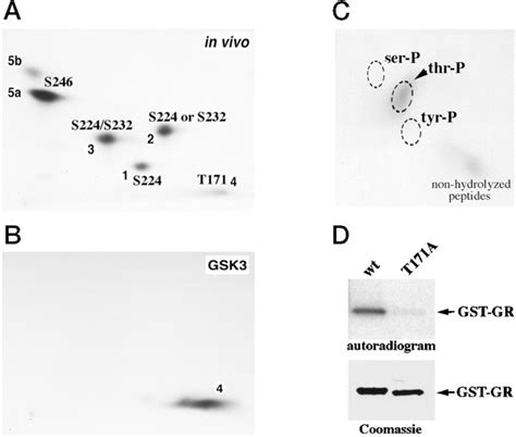 Phosphorylation And Inhibition Of Rat Glucocorticoid Receptor