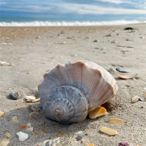 Top 10 Seashells In Carolina Beach Nc • The Sunrise Shack