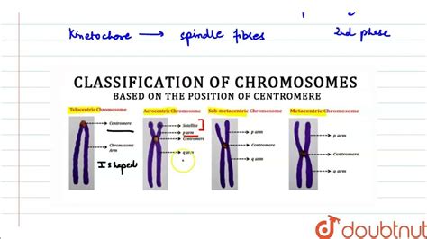 Diagrammatically Represent The Types Of Chromosomes Based On The Position Of Centromere Clas