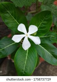 White Catharanthus Roseus Flower Green Leaves Stock Photo 1758737729