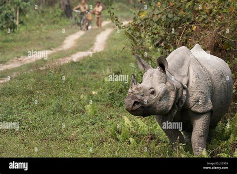 Wild Great Indian One Horned Rhinoceros Rhinoceros Unicornis In