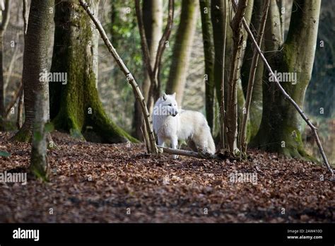 Arctic Wolf Canis Lupus Tundrarum Adult Standing On Dried Leaves In