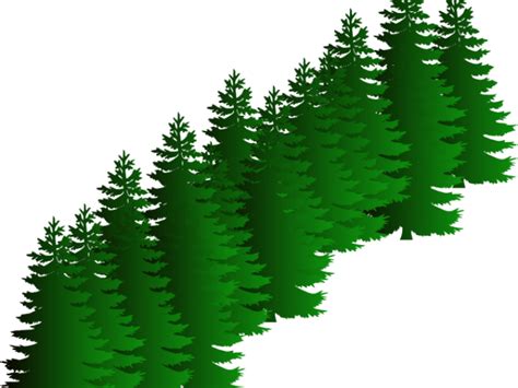 Download Fir Clipart Evergreen Tree Pine Trees Black And White Png