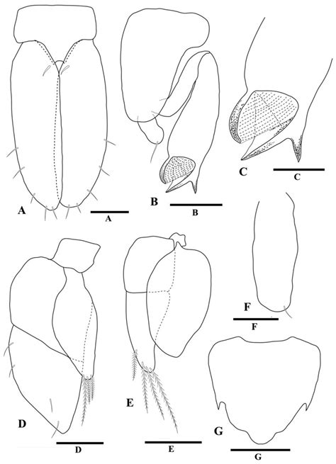 Stenobermuda Warooga Sp N Male Holotype A Pleopod 1 B Pleopod 2 C Download Scientific