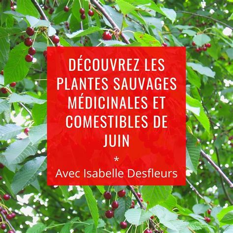 Bois De Vincennes Sortie Plantes Sauvages Comestibles Et M Dicinales