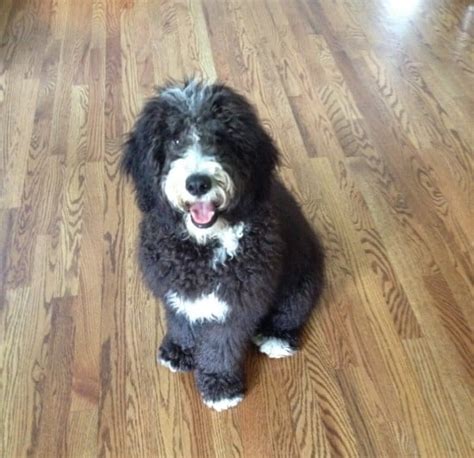 Bernedoodle Bernie Doodle Bernese Mountain Dog And Poodle Mix