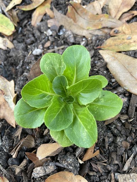 Little Lettuce Has White Spots What Are They Rgardening