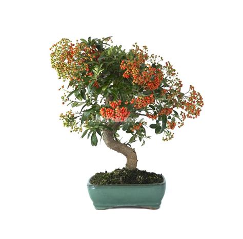 Pyracantha Sp Bonsai Years Firethorn Mistral Bonsai